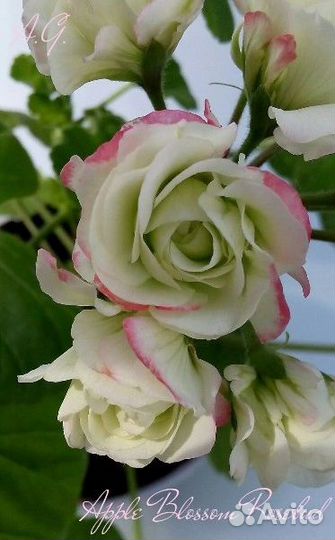 Пеларгонии