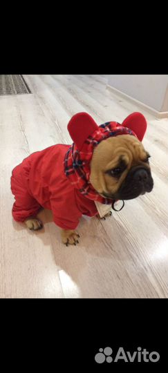 Одежда для собак