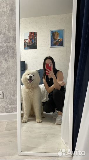 Передержка собак, кошек, зооняня