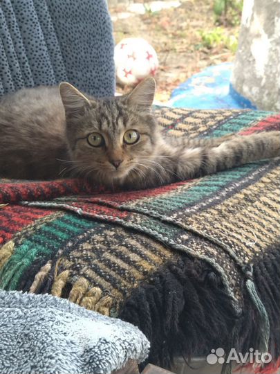 Отдам бесплатно