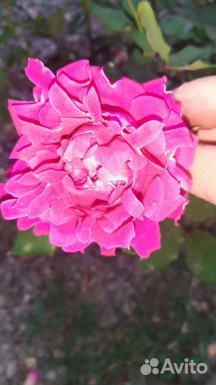 Саженцы роз