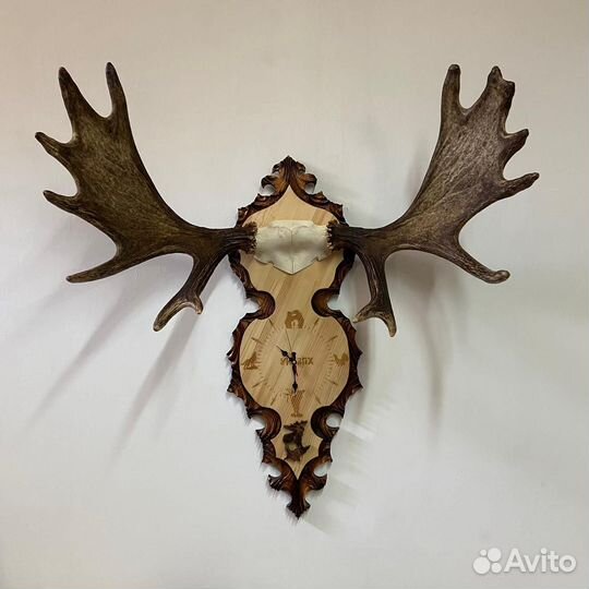 Оформление охотничьих трофеев