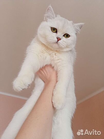 Кошечка-няшка