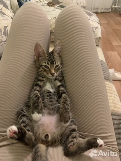Кошка в дар бесплатно