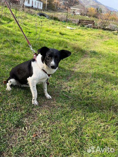 Небольшая собака в добрые руки