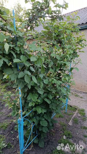 Клубника, ежевика саженцы