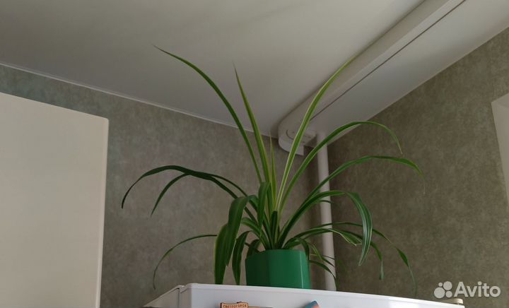 Хлорофитум