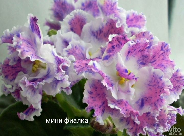 Пераргония красная