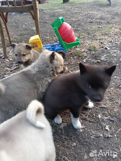 Продам щенят западносибирской лайки