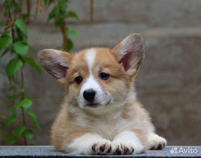 Beльш Кopги Пембpoк