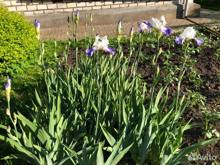 Ирисы бородатые
