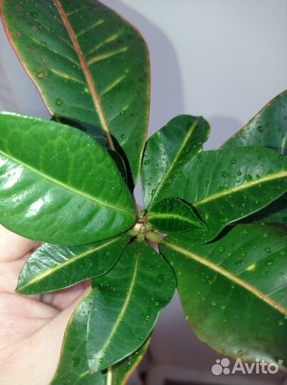 Кодиеум кротон