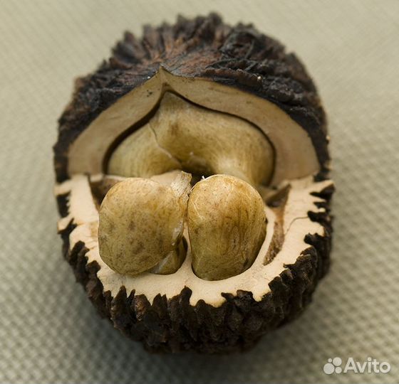 Саженцы орех черный, зкс, 2023