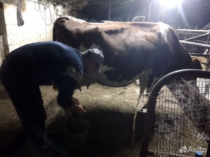 Молочные коровы