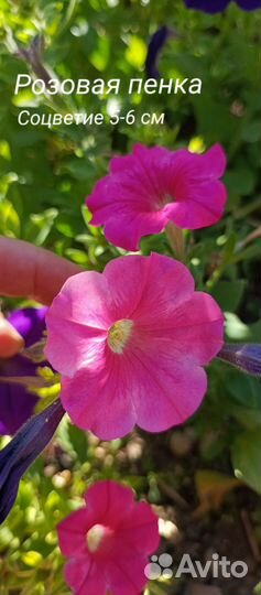 Семена Лаванды Петунии Бархатцев Календулы