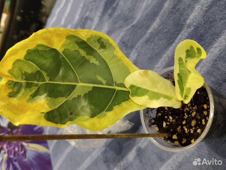 Фикус лирата варьегатная