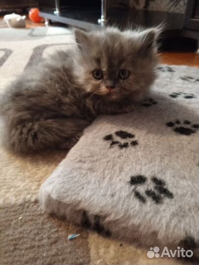 Персидские котята