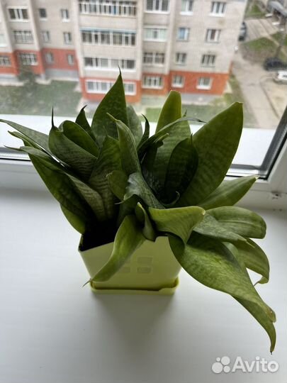 Комнатные растения