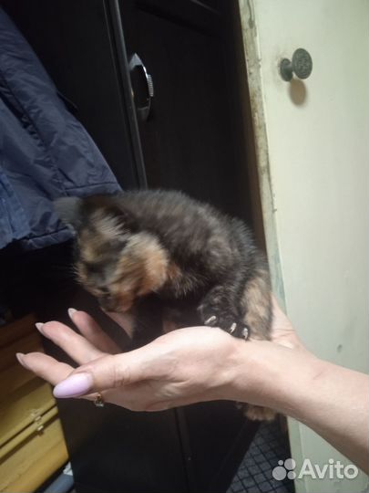 Котята (девочки)