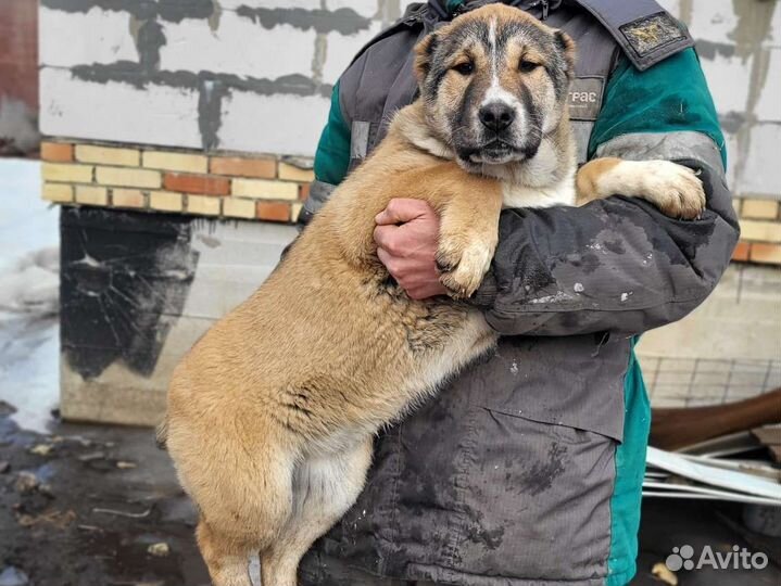 Привозные крови с Казахстана. Алабай. щенки