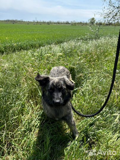 Красивейшая собака ищет дом