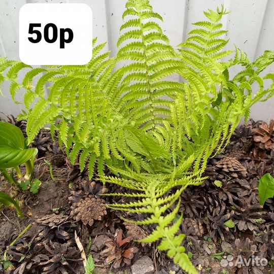 Гвоздика папоротник бадан хоста ирис