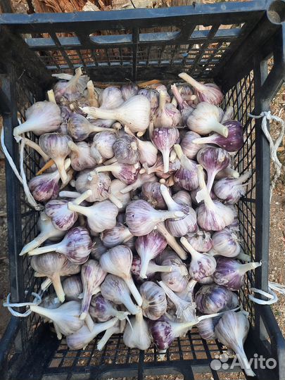 Озимый чеснок