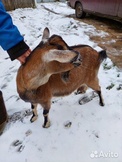 Коза комолая