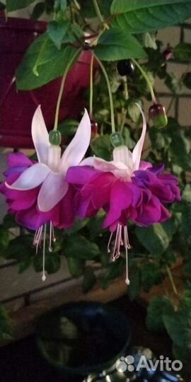 Герань королевская, фуксия, клеродендрум Томпсана