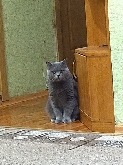 Отдам бесплатно кота