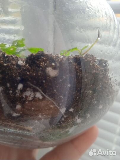 Фикус в вазе