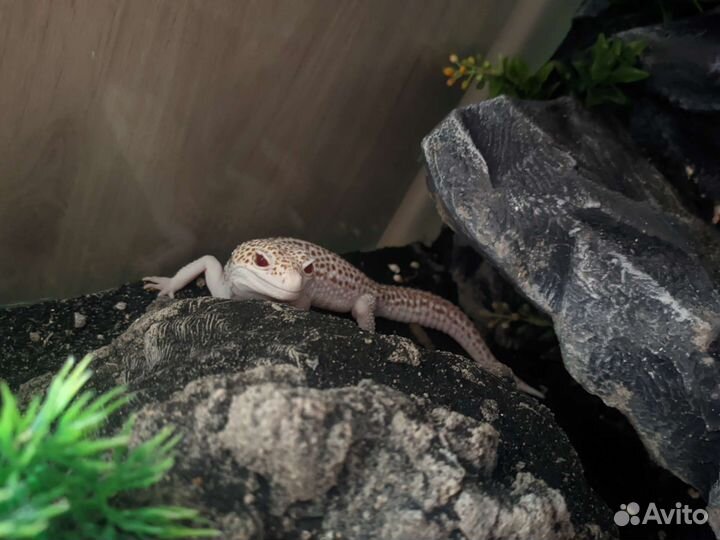 Эублефар с жильём