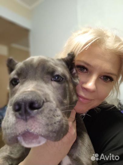 Собаки щенки кане корсо