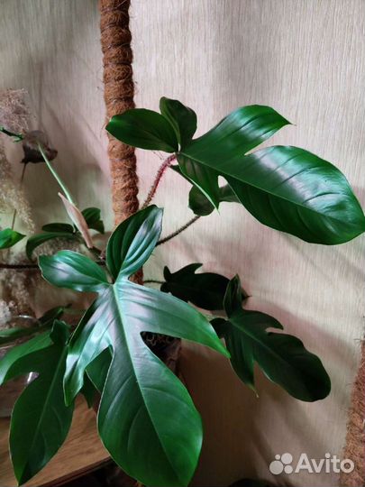 Филодендрон Чешуйчатый