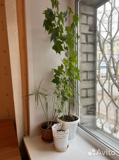 Клен комнатный абутилон