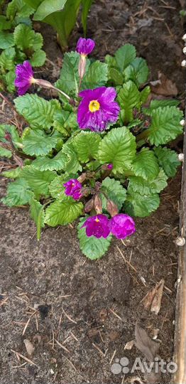 Маргаритки примула