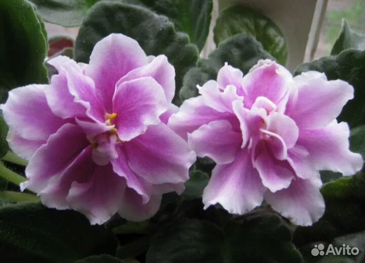 Фиалки (детки)