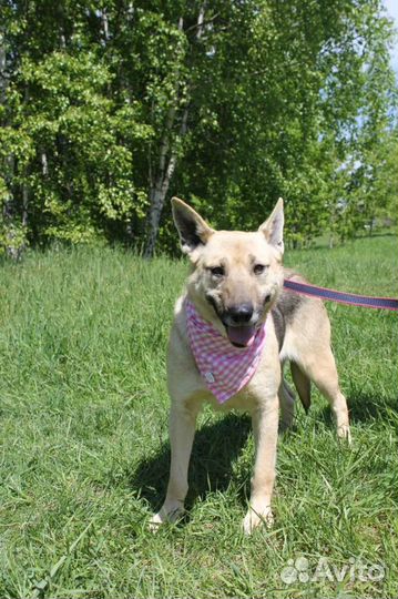 Добрая собака нуждается в доме