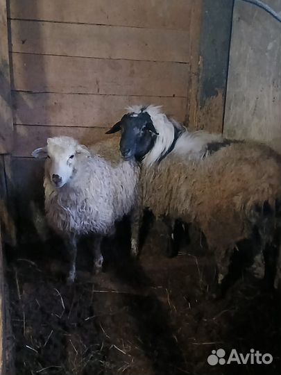 Овцы бараны