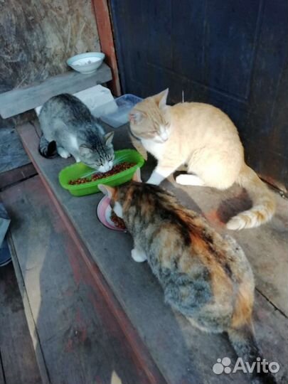 Кошки в добрые руки