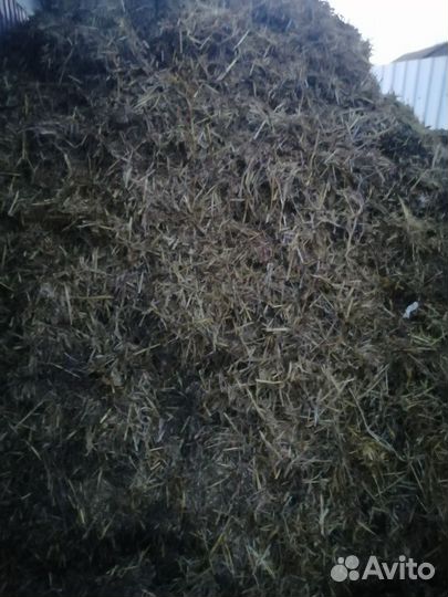 Свинной навоз