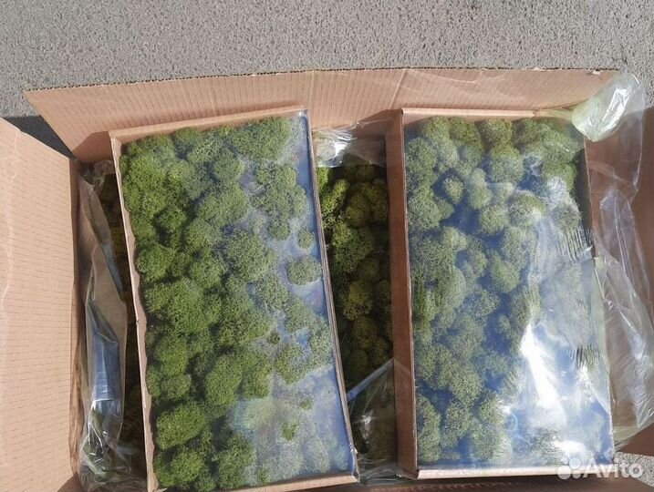 Мох стабилизированный зеленый и красный