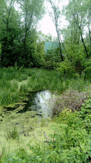 Дача 50 м² на участке 15 сот.