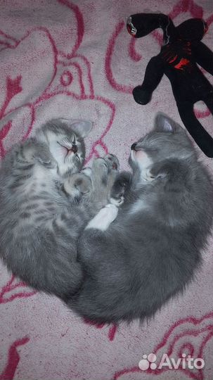 Британские котята