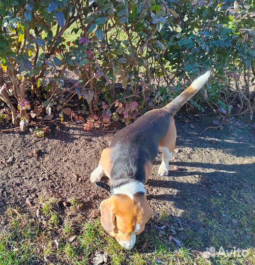 Вязка кобель бигль