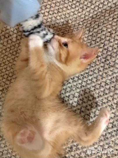 Котята от домашней кошки