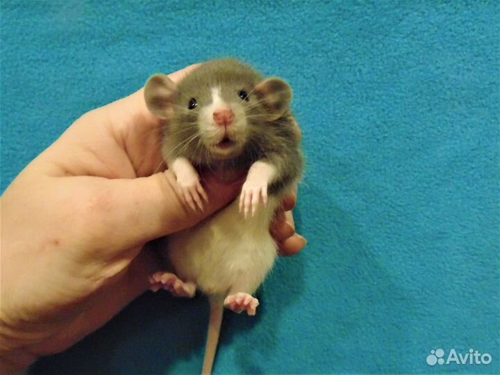 Крысы, крысята дамбо от крупных родителей, клетки
