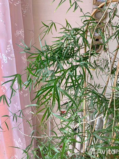 Аспарагус большой