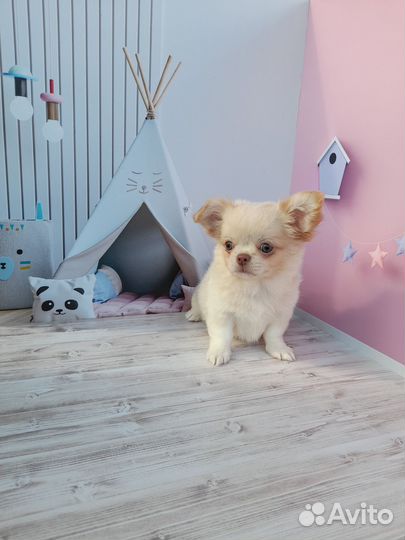 Мальчик чихуахуа