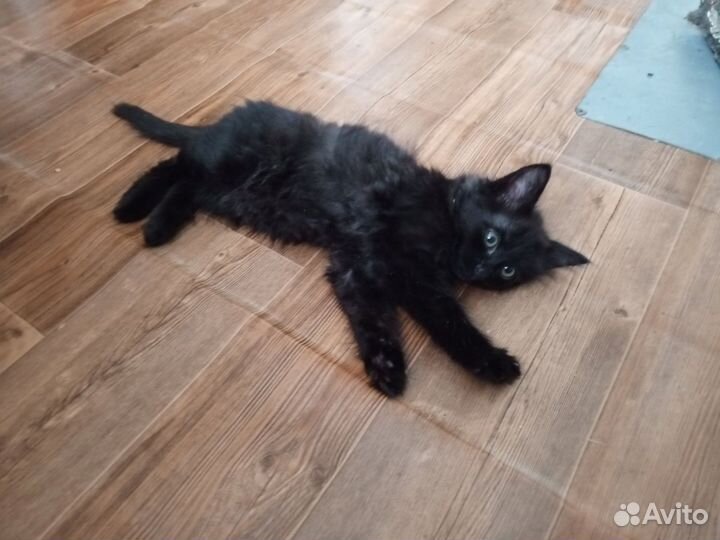 Отдам котенка в добрые руки